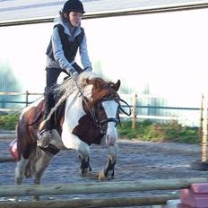 Welsh Partbred (Sec F) Kilmay Prince Pantani 