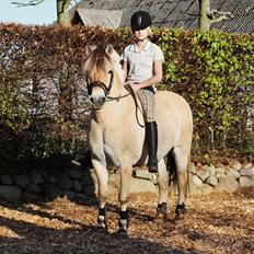 Fjordhest Risdals Frans R.I.P