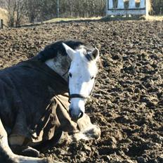 Tysk Sportspony Sandor<33 R.I.P. Savnet<3