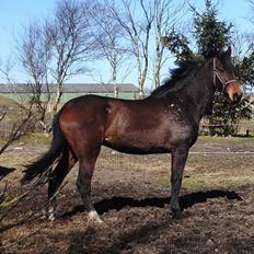 Dansk Varmblod Chestnut