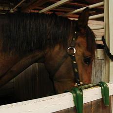 Dansk Varmblod Chestnut