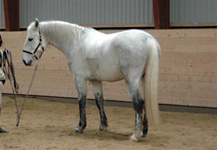 Anden særlig race Solis billede 2