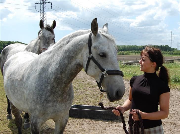 Anden særlig race Solis billede 3