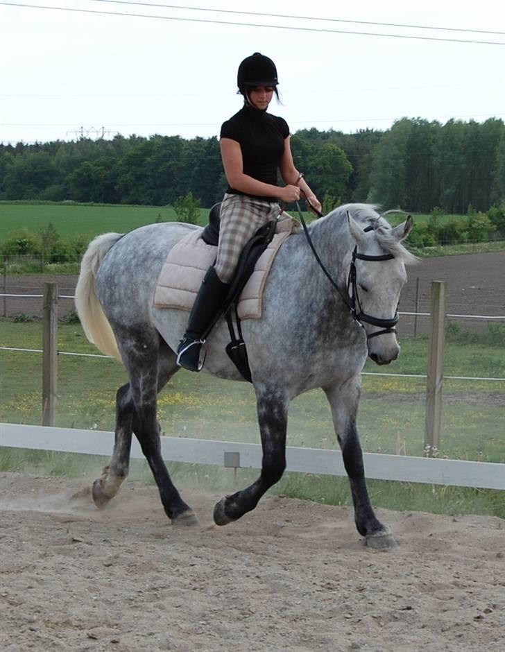 Anden særlig race Solis - lidt dressur på banen maj 2008 billede 4