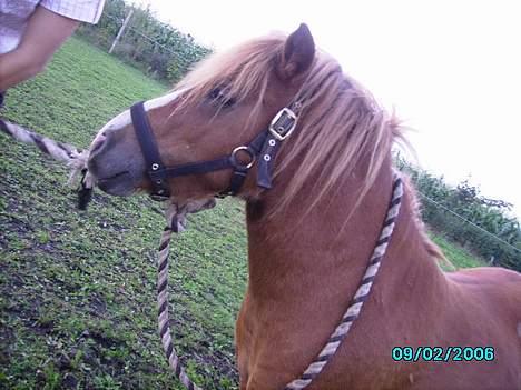 Shetlænder Carano (-Solgt-) billede 14