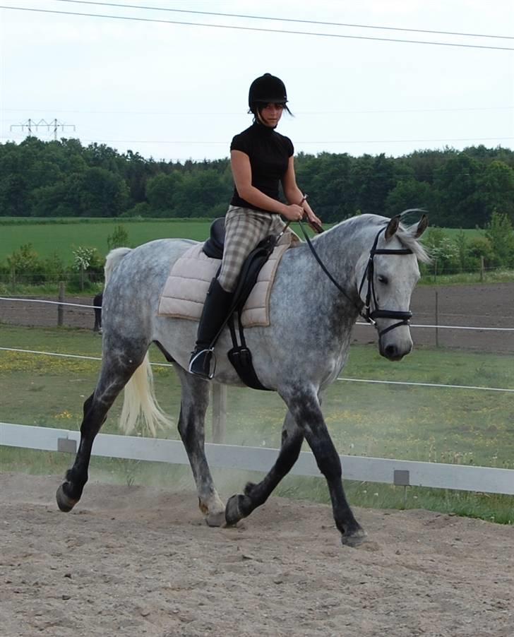 Anden særlig race Solis billede 5