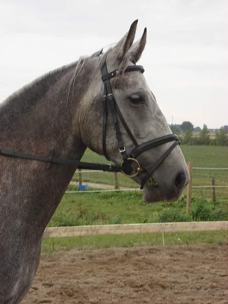 Anden særlig race Solis - profilbillede 2006 billede 6