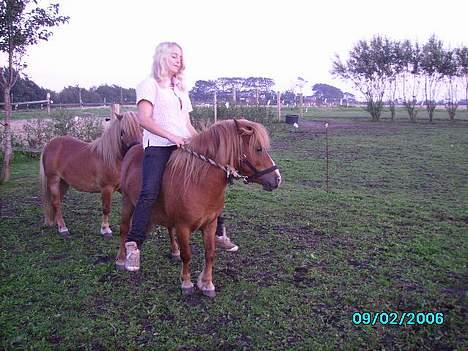 Shetlænder Carano (-Solgt-) billede 16