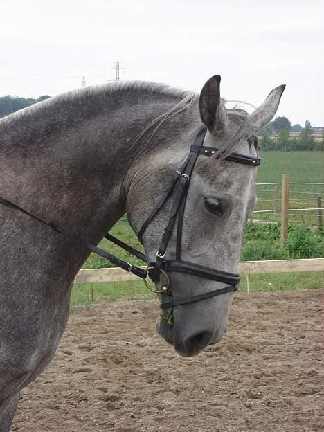 Anden særlig race Solis billede 7