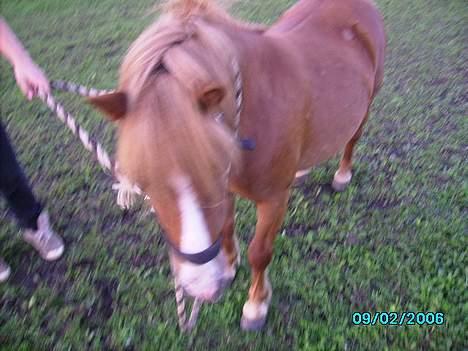 Shetlænder Carano (-Solgt-) billede 17