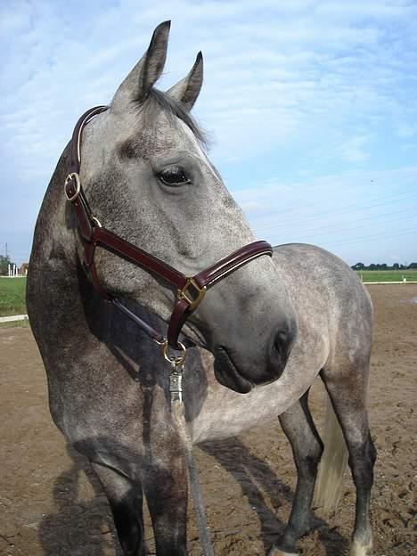 Anden særlig race Solis - har lige fået øje på noget billede 9