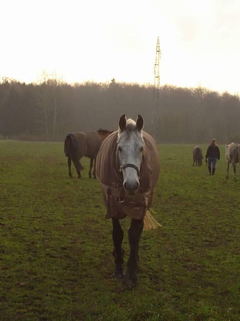 Anden særlig race Solis billede 10