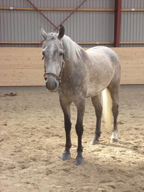 Anden særlig race Solis - hygge i ridehuset billede 11