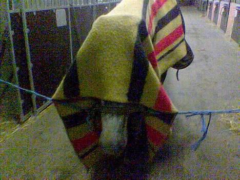 Dansk Varmblod Chato Carem *SOLGT* billede 6