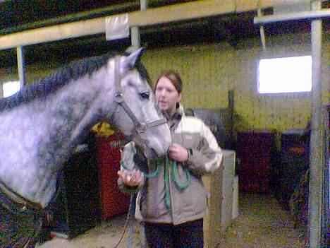 Dansk Varmblod Chato Carem *SOLGT* billede 8