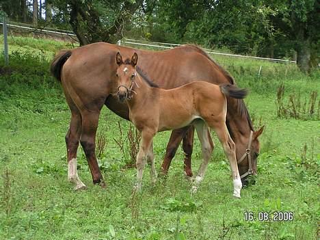 Dansk Varmblod Citrus. Solgt (2006) - Så har citrus fået føl. Lille Absint, som er en kær følbasse. De håber hun bliver en god springerhest en gang billede 14