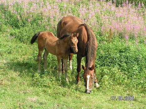 Dansk Varmblod Citrus. Solgt (2006) - Mor og barn en sommermorgen billede 15