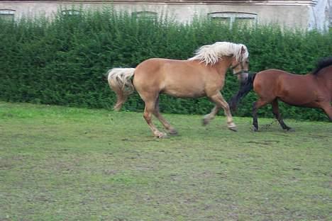 Haflinger Sille [ Tidl. pony ] * SAVN!* - FULD GALOP :D billede 7