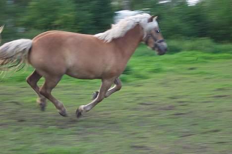 Haflinger Sille [ Tidl. pony ] * SAVN!* - Sikke hun kan løbe.. :D billede 8