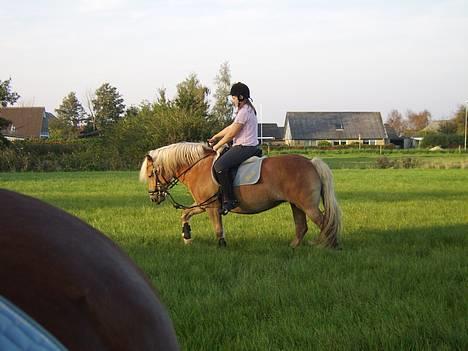 Haflinger Sille [ Tidl. pony ] * SAVN!* - vi er ved at øve at gå til bidet, ;) billede 10