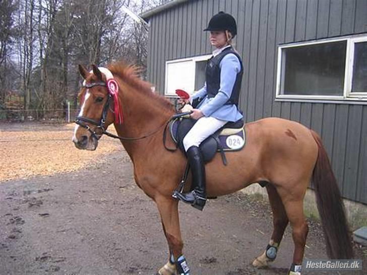 DSP Zanick - Solgt. - Længe siden, Zanick har vundet en La i Herning 2007. Foto: Mor. billede 13