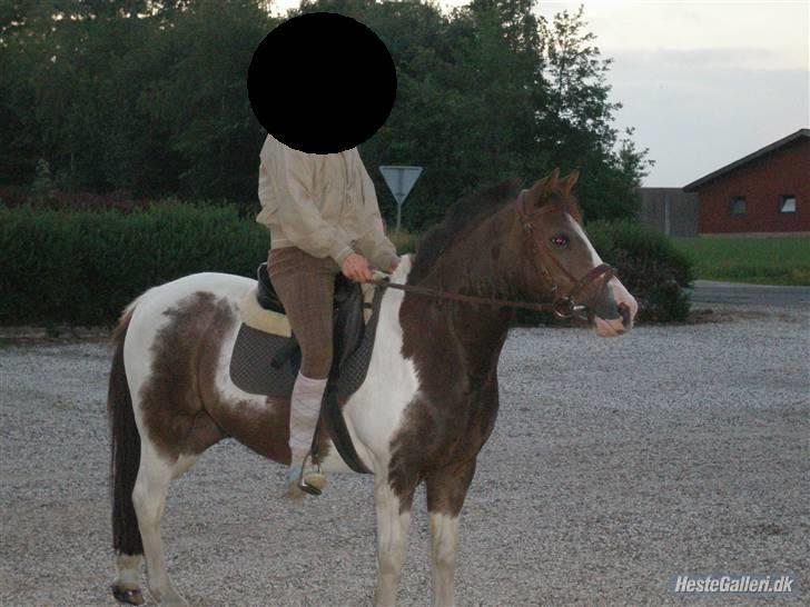 Pinto Don Ibrahim. - Nurh (; billede 15