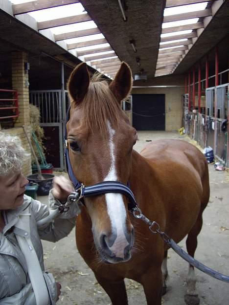 New Forest Bastian - Bastian d: billede 15