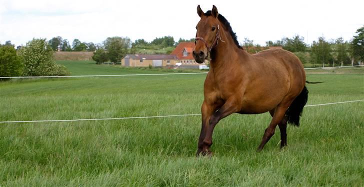 Pura Raza Española Evita Edoras - Nyt af Evita fra D 22- maj- 2009 billede 1