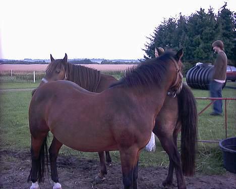 Anden særlig race Mitsi - 17/8-06 hos Anja. Solly og Mitsi er gode venner :) billede 18