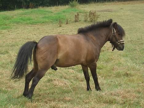 Anden særlig race Tarzan R.I.P <3 - Sød :) billede 13