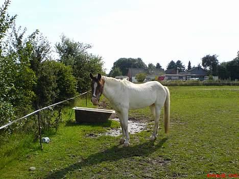 Pinto .... pinto... + 2011+ billede 5