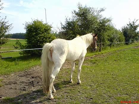 Pinto .... pinto... + 2011+ billede 6