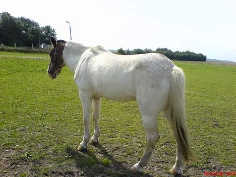 Pinto .... pinto... + 2011+ billede 7