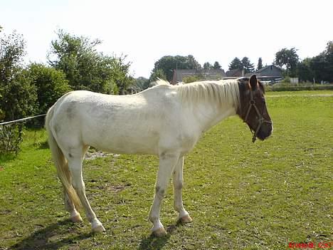 Pinto .... pinto... + 2011+ billede 8