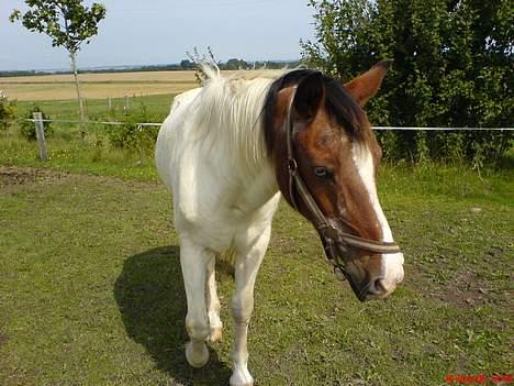 Pinto .... pinto... + 2011+ billede 9