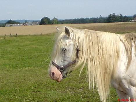 Pinto .... pinto... + 2011+ - Pinto`s føl Felixgårds Minto ( han er hingest ) billede 10