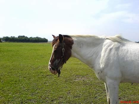 Pinto .... pinto... + 2011+ billede 11
