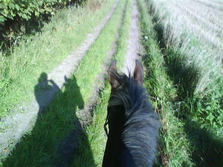 Oldenborg Scarlett -  på tur ved skoven billede 10