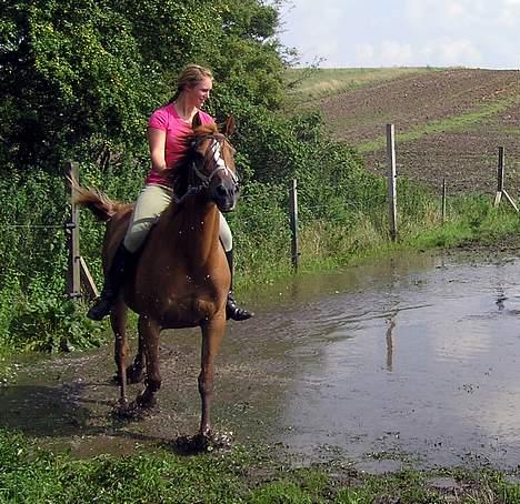 Anden særlig race Spitfire † - Jaah, det er sjovt at ride i vandet.. billede 12