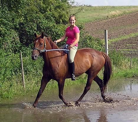 Dansk Varmblod Chassé Zai † - Pjaskeri hjemme i folden.. Rigtig hygge.. :) billede 12