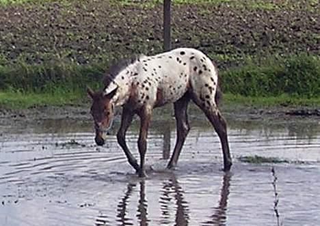 Knabstrupper Laramie (SOLGT) - wee... ud og lege i vandet.. billede 13