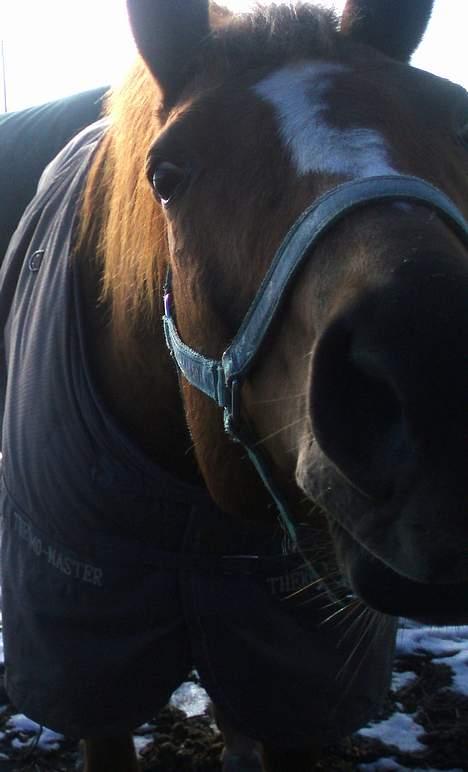 Anden særlig race Spitfire † - (snus) hva er dog det for noget..?? billede 13