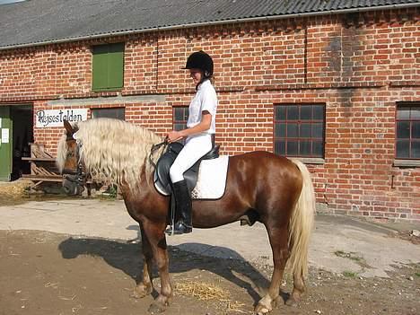 Haflinger Safir - DRLR billede 18