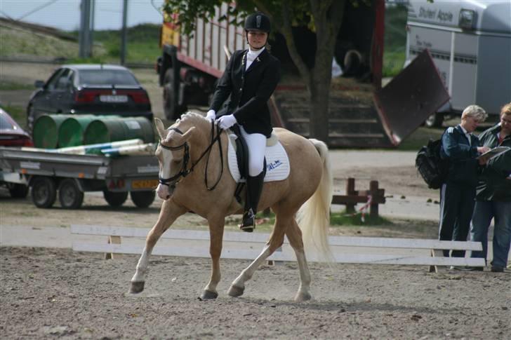 DSP Vejlebros Nico billede 17