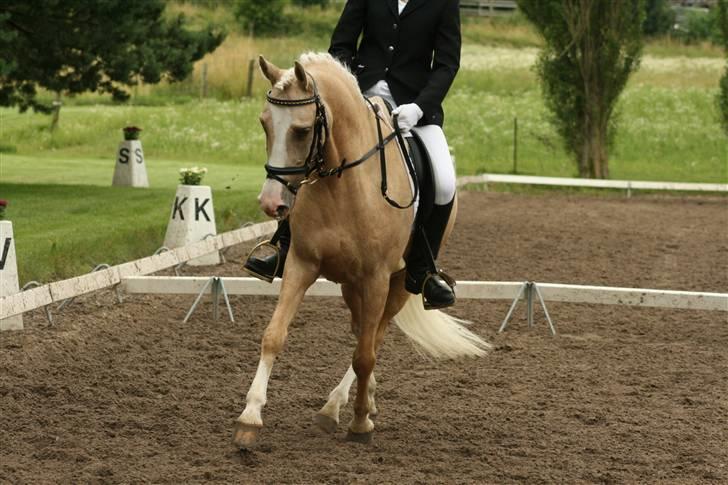 DSP Vejlebros Nico billede 19