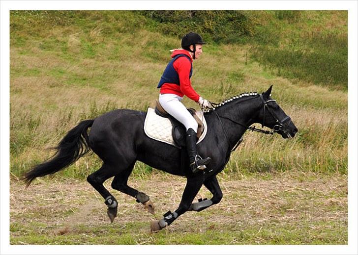 Anden særlig race Black Magic - efterårs jagt på isgårdgods :) billede 2