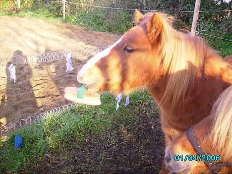 Shetlænder Carano (-Solgt-) billede 18