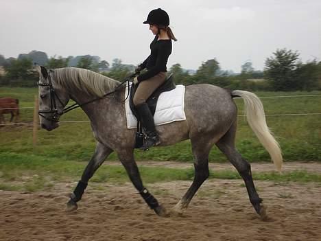 Anden særlig race Solis - lidt dressur billede 12