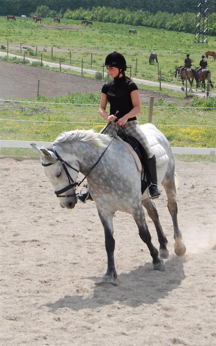 Anden særlig race Solis - kort galop 2008 billede 13