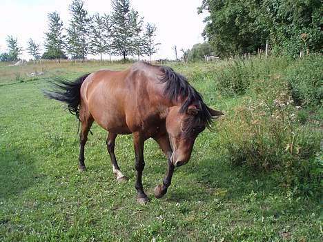 Anden særlig race Caspara´s Radja - himmelhest - De dumme fluer billede 1